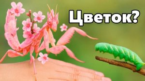 Этот Жук Использует Камуфляж Для Охоты