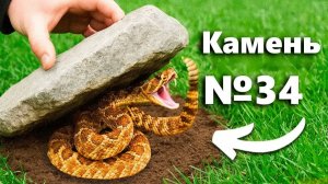 Я Перевернул 100 Камней, Вот Что Я Нашёл...