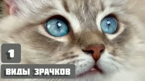 Виды зрачков 1