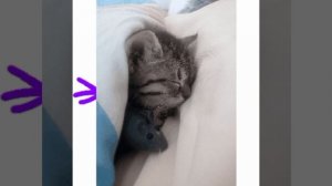 моя кошка ( анимация)