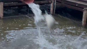 Зарыбление