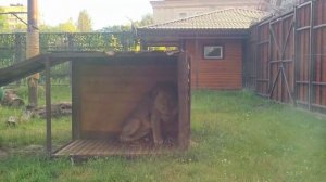 LYHY1308_28.07.2026-Видео от Светланы
