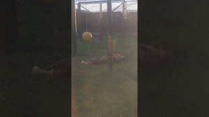 LOKE3430_28.07.2026-Видео от Светланы
