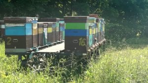 В гостях у Димы на пасеке в Спасском районе(26.07.2026)