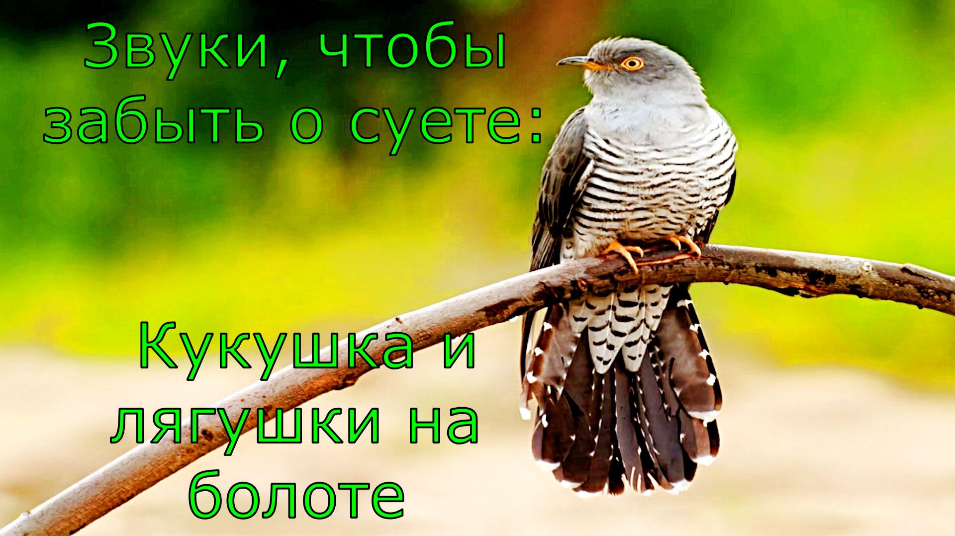Звуки, чтобы забыть о суете: Кукушка и лягушки на болоте