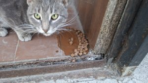 Молодого котика завезли.😭