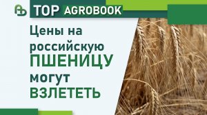Цены на российскую пшеницу могут взлететь | TOP Agrobook: обзор аграрных новостей