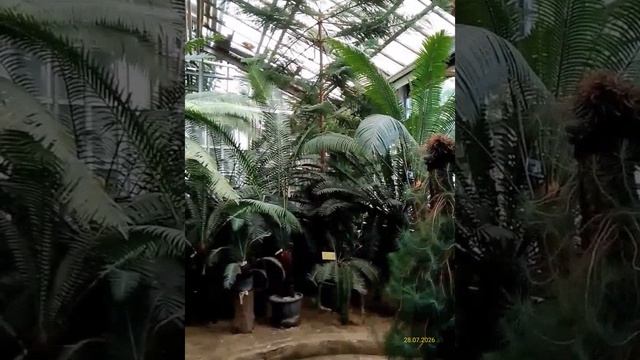 Старая фондовая оранжерея Главного ботанического сада им. Н.В. Цицина РАН 28.07.2025