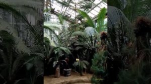 Старая фондовая оранжерея Главного ботанического сада им. Н.В. Цицина РАН 28.07.2025