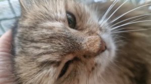 КОШКА МУРОЧКА😺💕💋💯💥