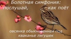 Болотная симфония: послушай, как поёт овсянка обыкновенная под кваканье лягушек