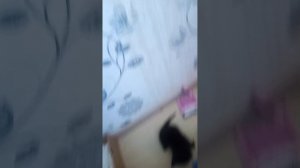 влог с котятами часть 1