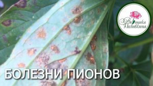 БОЛЕЗНИ ПИОНОВ