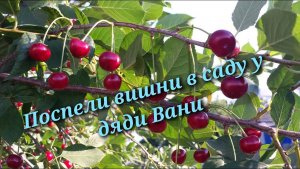Поспели Вишни В Саду У Дяди Вани 🍒🌿 ｜ Новая Танцевальная Кавер-Версия