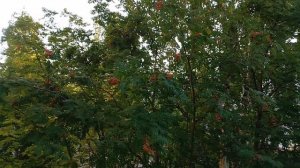 30-07-2026.Рябина под окном и немного песни.