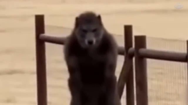 фермер заснял существо на задних лапах