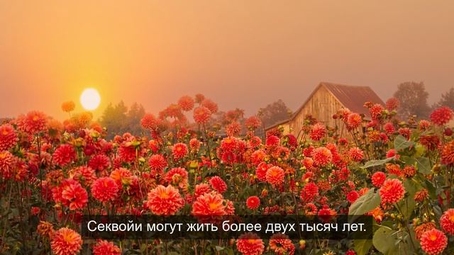 запреты игр 5