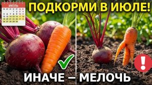Сделайте ЭТО в июле - и свёкла с морковью нальются крупными и сладкими. Увеличьте урожай на огороде