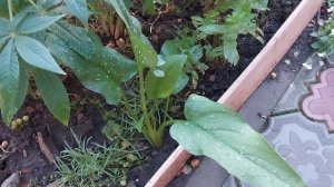 Что купила в Чижике и что за цветок?