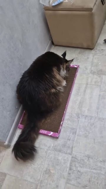 Коту сразу понравилась новая когтеточка!❤️