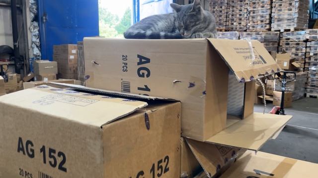 Котэ - Кладовщик