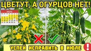 СРОЧНО спасите огурцы в ИЮЛЕ: пустоцвет, а плодов нет! Упустите момент - останетесь без урожая