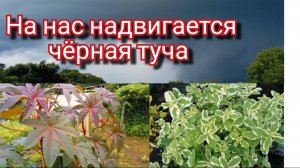 ПРИМОРЬЕ.Надвигается  ЧЁРНАЯ туча.Срезала АНАНАСОВУЮ мяту.Пробуем ЯЙЦО ДРАКОНА