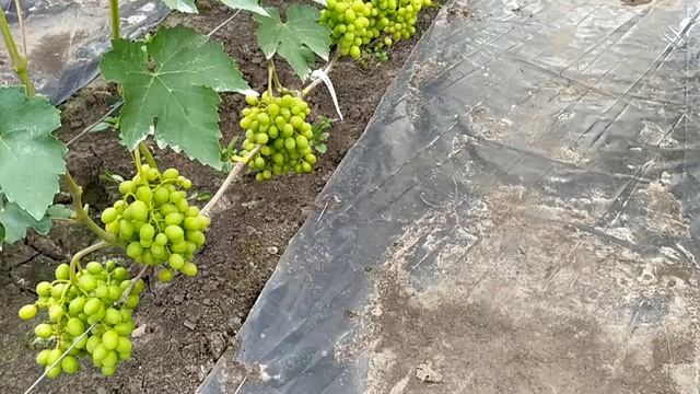 ВИНОГРАД  в конце июля!!! 
Часть 2