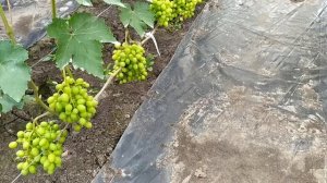 ВИНОГРАД  в конце июля!!! 
Часть 2