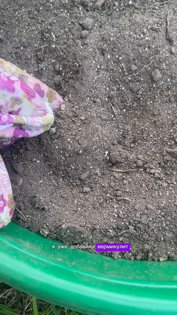 Комнатный цветок растущий как на дрожжах