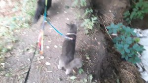 Гуляют котики на улице.