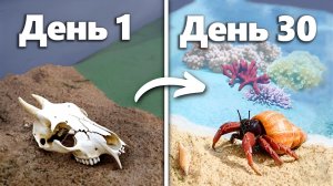 TerraGreen / Симуляция океанского пляжа за 30 дней: морской террариум с крабами и кораллами