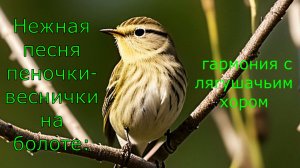 Нежная песня Пеночки‑веснички на болоте: гармония с лягушачьим хором