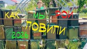 Как мы рои ловили. Сезон 2026