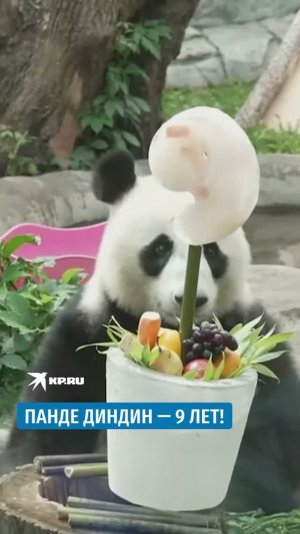 Панде Диндин — 9 лет!