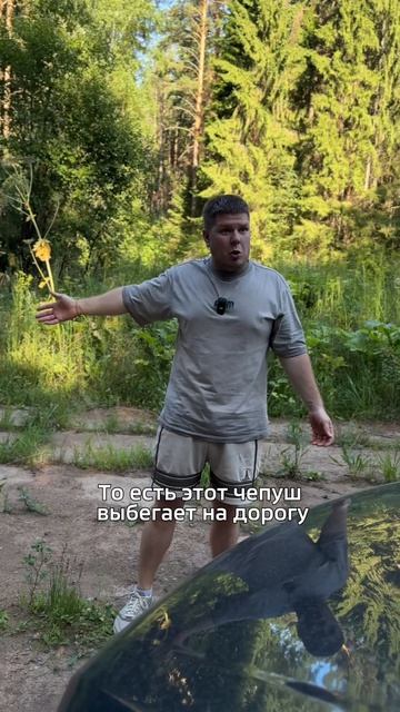 Кто виноват в случае ДТП пешеход или водитель?