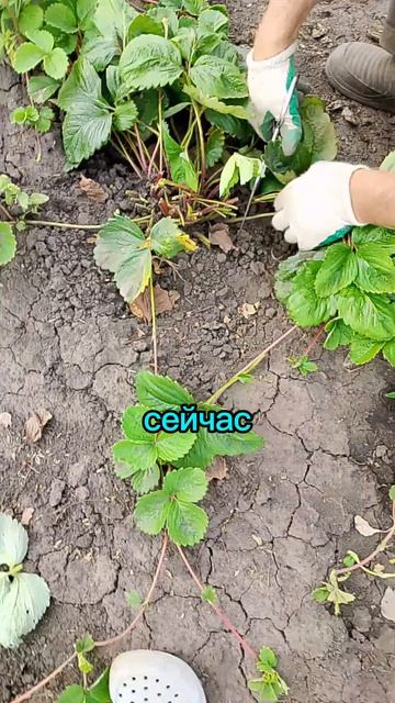 Летний уход за клубникой.  Начал срезать листву почти под корень,  оставляю только сердечники.