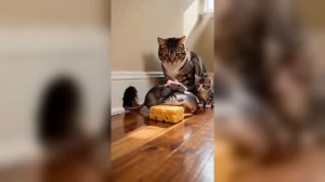 Один день из жизни ИИ котиков, прикольная подборка