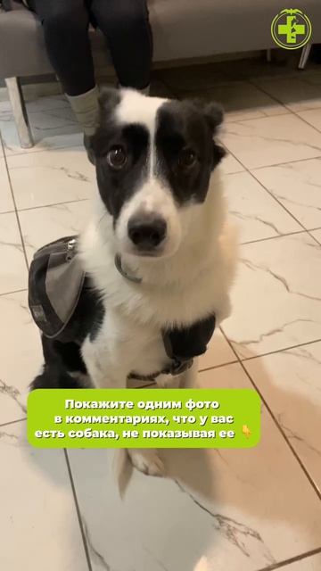 Докажи что у тебя собака