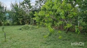 Убираем на огороде,сделали зольную воду  для подкормки!