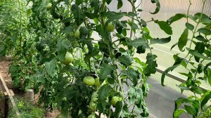 Погуляем по теплице с томатами 🍅