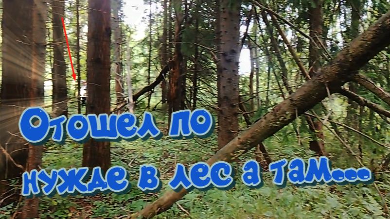 все о грибах