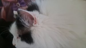 КОТ КУЗЯ😺💋💖
