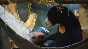 Малайская медведица Миша, захотела отдохнуть, но гамак ей не понравился и она забралась на дерево.