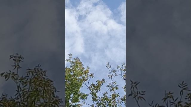 голуби Ломова минус один