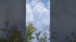 голуби Ломова минус один