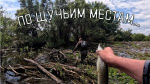 За щукой по завалам и заломам
