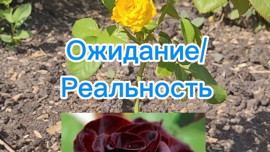 Роза обманщица/Ожидание-реальность