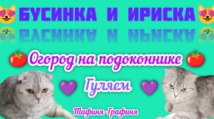 😻Бусинка и Ириска😻/Огород на подоконнике🍅/Гуляем 🌃