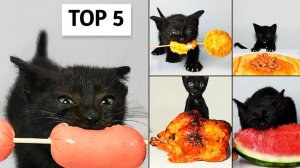 Домашнее животное пробует разные вкусности для котов